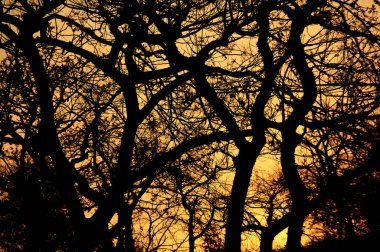 Gün batımında ağaçların siluetiyle manzara. arka ışık manzarası,