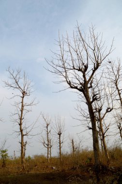 Ağaçlı güzel bir manzara.