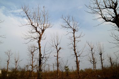 Ağaçlı güzel bir manzara.