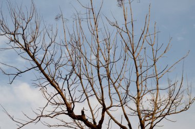 Ağaçlı güzel bir manzara.