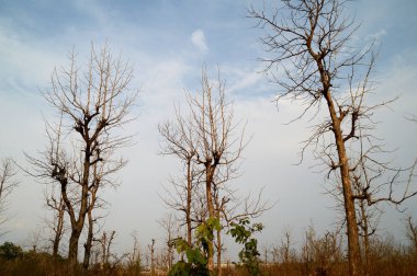 Ağaçlı güzel bir manzara.