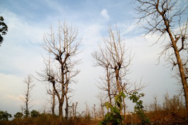 Ağaçlı güzel bir manzara.
