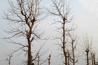 Ağaçlı güzel bir manzara.