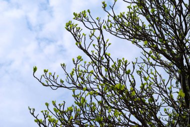 Ağaçlı güzel bir manzara.