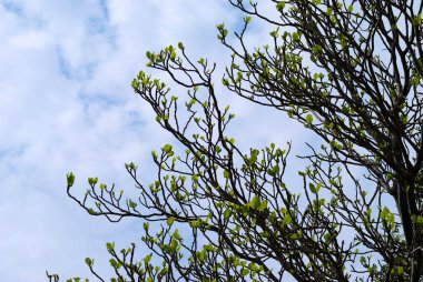 Ağaçlı güzel bir manzara.