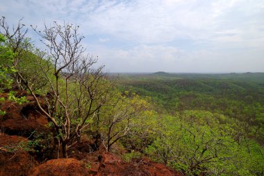 Ağaçlı güzel bir manzara.