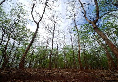 Ağaçlı güzel bir manzara.