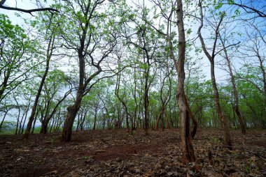 Ağaçlı güzel bir manzara.