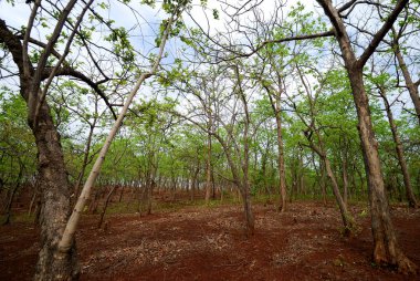 Ağaçlı güzel bir manzara.