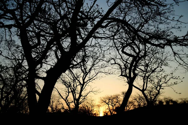 Landscape with Silhouette of trees at sunset. back light landscape,