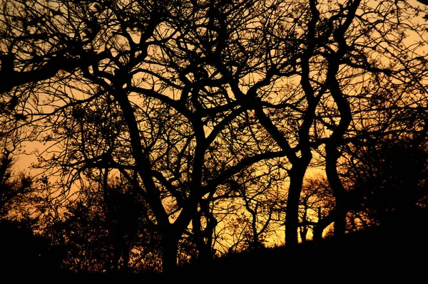 Пейзаж з силуетом дерев на заході сонця. задній світловий пейзаж , — стокове фото