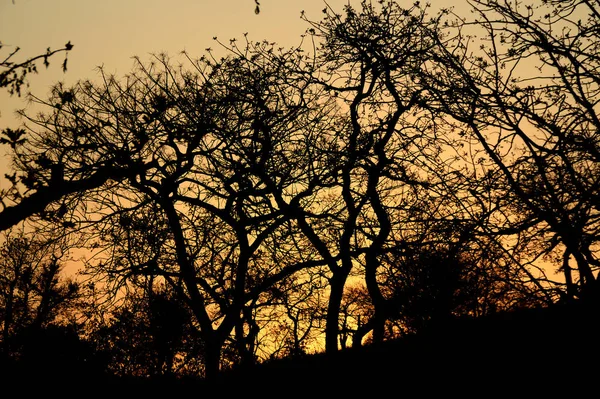 Paysage avec Silhouette d'arbres au coucher du soleil. arrière lumière paysage , — Photo