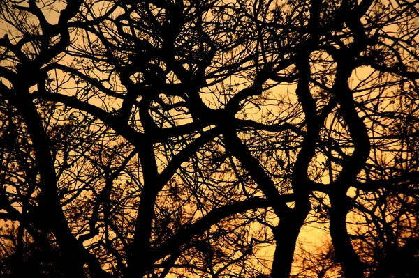 Paesaggio con silhouette di alberi al tramonto. retroilluminato paesaggio , — Foto Stock
