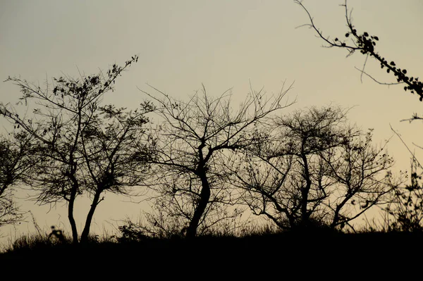Gün batımında ağaçların siluetiyle manzara. arka ışık manzarası, — Stok fotoğraf
