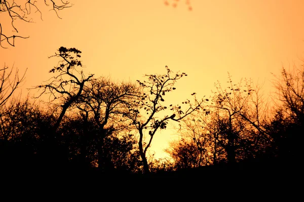 Krajobraz z sylwetką drzew o zachodzie słońca. krajobraz światła z tyłu, — Zdjęcie stockowe