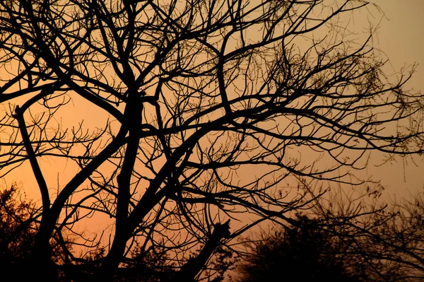 Landschaft mit Baumsilhouette bei Sonnenuntergang. Gegenlicht Landschaft, — Stockfoto