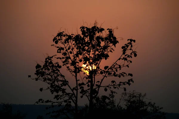 Landschaft mit Baumsilhouette bei Sonnenuntergang. Gegenlicht Landschaft, — Stockfoto