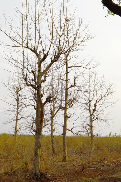 Bela paisagem com árvores — Fotografia de Stock