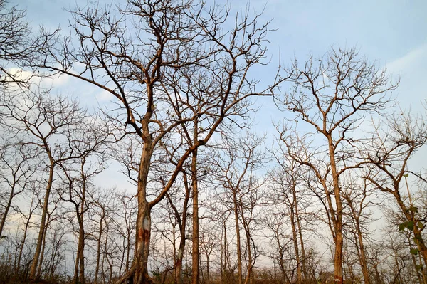 Bela paisagem com árvores — Fotografia de Stock