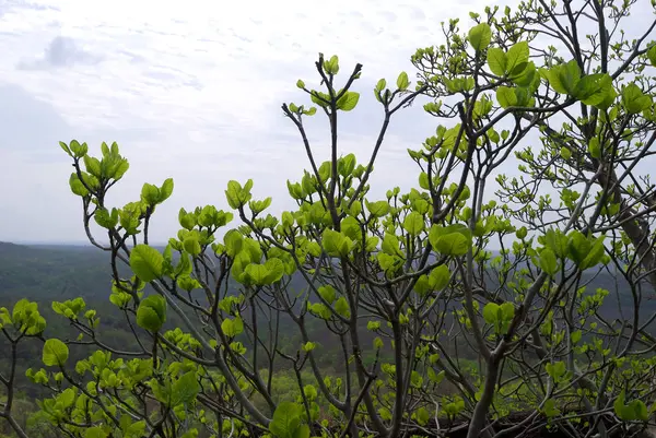 Bellissimo paesaggio con alberi — Foto Stock