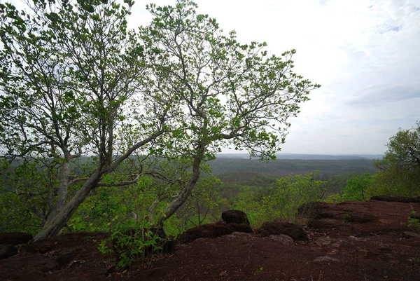 Schöne Landschaft mit Bäumen — Stockfoto