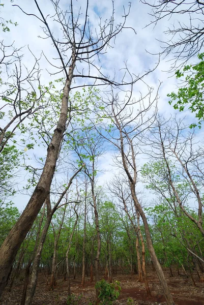 Beautiful Landscape with trees