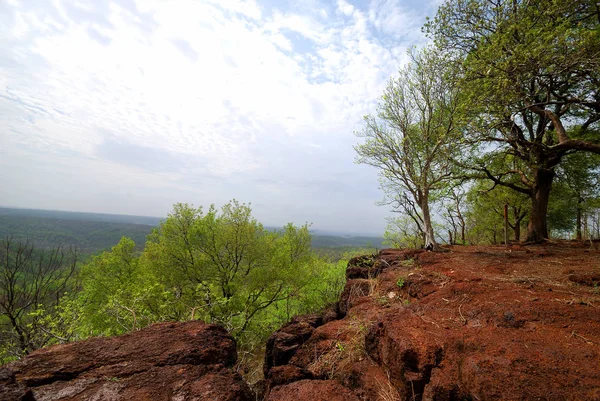 Schöne Landschaft mit Bäumen — Stockfoto