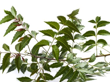 Beyaz arka plan üzerinde tıbbi neem yaprağı. Azadirachta indica.