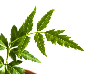Beyaz arka plan üzerinde tıbbi neem yaprağı. Azadirachta indica.
