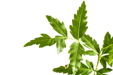 Beyaz arka plan üzerinde tıbbi neem yaprağı. Azadirachta indica.