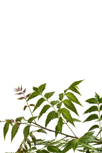 Folha de neem medicinal no fundo branco. Azadirachta indica . — Fotografia de Stock