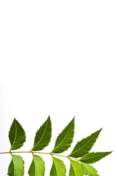 Foglia di neem medicinale su sfondo bianco. Azadirachta indica . — Foto Stock