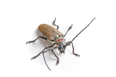 Beyaz arkaplan üzerinde ağaç borer (Batocera rufomaculata) izole