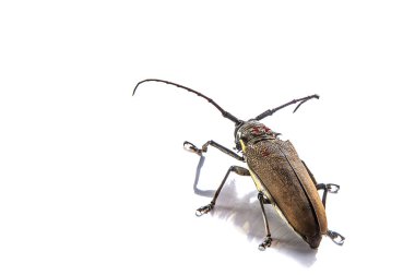 Beyaz arkaplan üzerinde ağaç borer (Batocera rufomaculata) izole