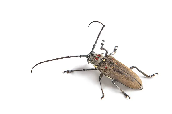 Perce-arbre (Batocera rufomaculata) isolé sur un fond blanc — Photo