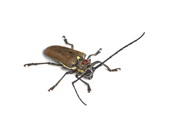 Boomboorder (Batocera rufomaculata) geïsoleerd op een witte achtergrond — Stockfoto