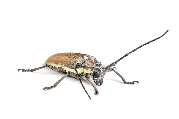 Perce-arbre (Batocera rufomaculata) isolé sur un fond blanc — Photo