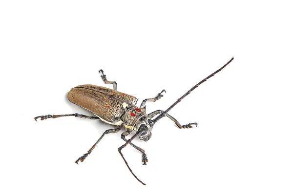 Broca-das-árvores (Batocera rufomaculata) isolada sobre fundo branco — Fotografia de Stock