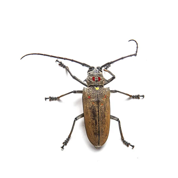 Perce-arbre (Batocera rufomaculata) isolé sur un fond blanc — Photo