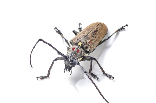 Tree borer (Batocera rufomaculata) isolated on a white background — Stock Photo, Image