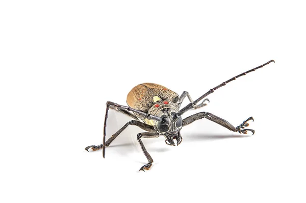 Tree borer (Batocera rufomaculata) isolated on a white background — Stock Photo, Image