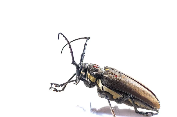 Tree borer (Batocera rufomaculata) isolated on a white background — Stock Photo, Image