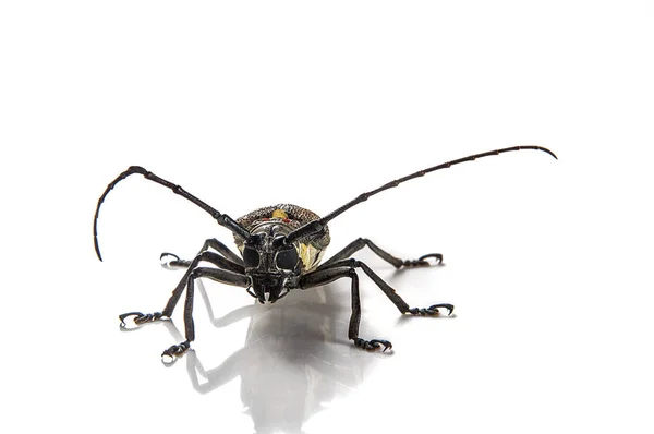 Tree borer (Batocera rufomaculata) isolated on a white background — Stock Photo, Image