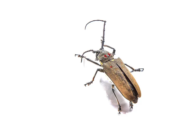 Tree borer (Batocera rufomaculata) isolated on a white background — Stock Photo, Image