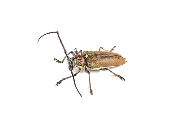 Perce-arbre (Batocera rufomaculata) isolé sur un fond blanc — Photo