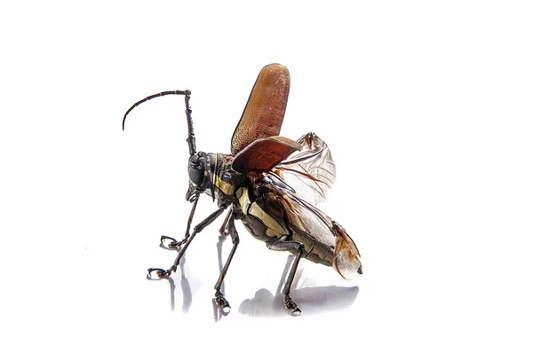 Tree borer (Batocera rufomaculata) isolated on a white background — Stock Photo, Image