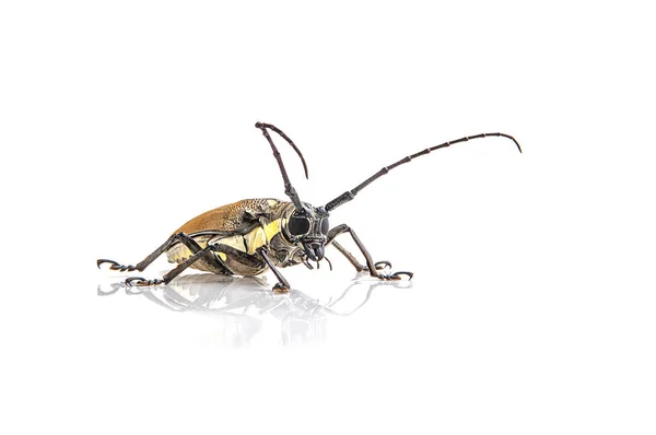 Broca-das-árvores (Batocera rufomaculata) isolada sobre fundo branco — Fotografia de Stock