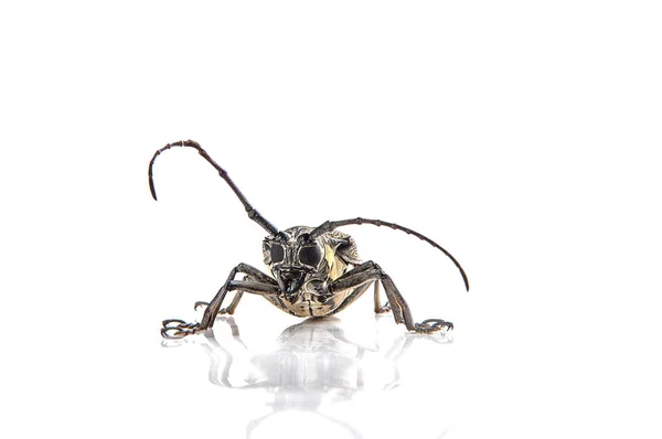 Trädborre (Batocera rufomaculata) isolerad på en vit bakgrund — Stockfoto