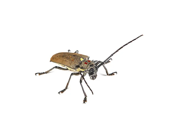 Tree borer (Batocera rufomaculata) isolated on a white background — Stock Photo, Image