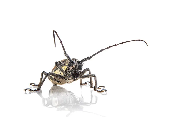 Broca-das-árvores (Batocera rufomaculata) isolada sobre fundo branco — Fotografia de Stock